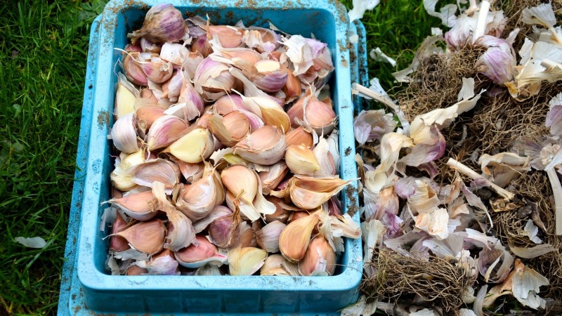 Beginner’s Guide to Garlic Growing: Timing, Varieties & Soil Prep