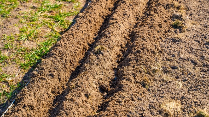 Beginner’s Guide to Garlic Growing: Timing, Varieties & Soil Prep