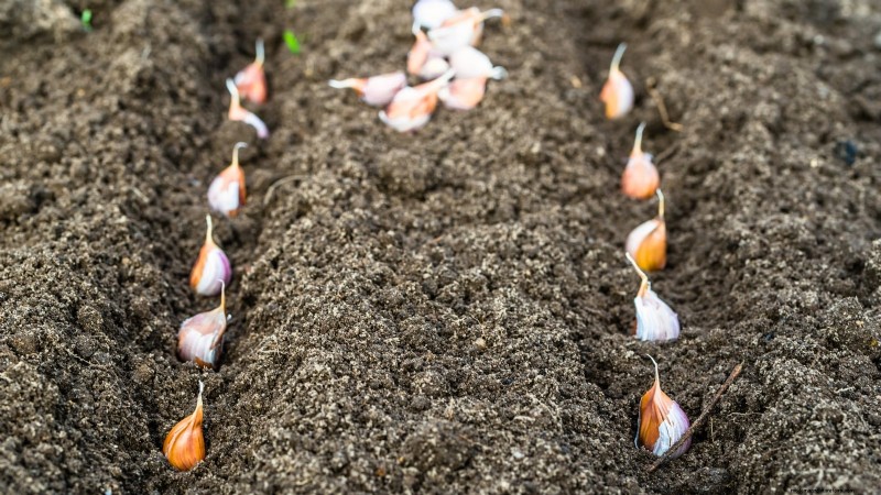 Beginner’s Guide to Garlic Growing: Timing, Varieties & Soil Prep