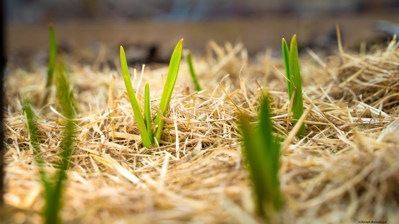 Beginner’s Guide to Garlic Growing: Timing, Varieties & Soil Prep