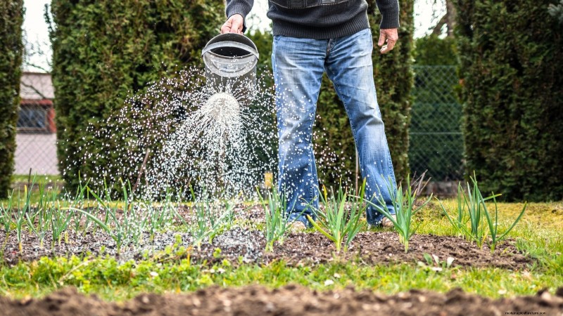 Beginner’s Guide to Garlic Growing: Timing, Varieties & Soil Prep