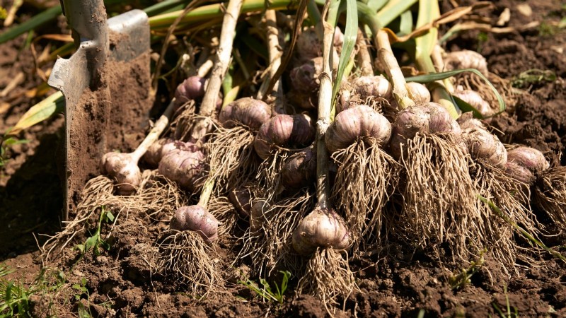 Beginner’s Guide to Garlic Growing: Timing, Varieties & Soil Prep