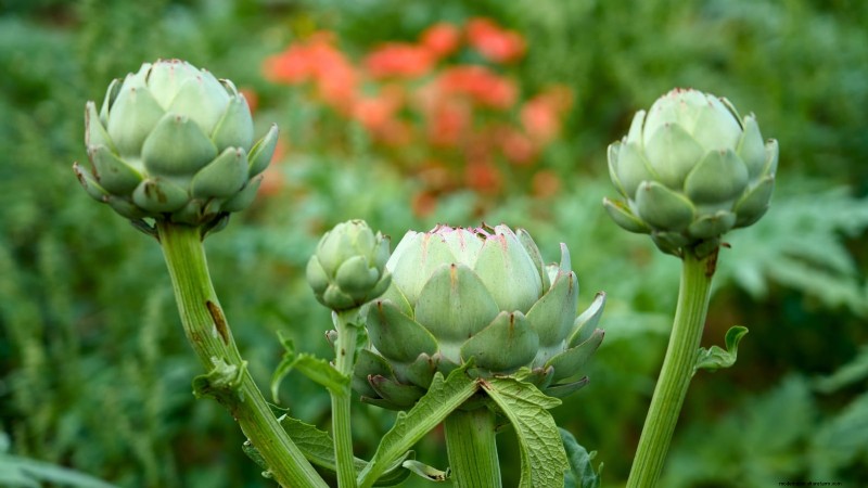 9 Perennial Vegetables Ideal for Fall Planting