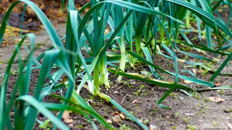 9 Perennial Vegetables Ideal for Fall Planting