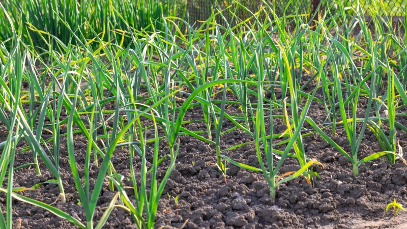 9 Perennial Vegetables Ideal for Fall Planting