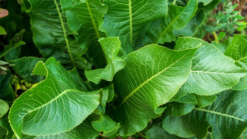 9 Perennial Vegetables Ideal for Fall Planting