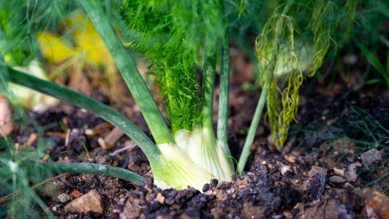 9 Perennial Vegetables Ideal for Fall Planting