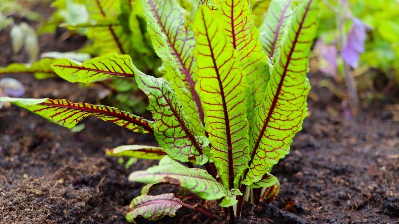 9 Perennial Vegetables Ideal for Fall Planting