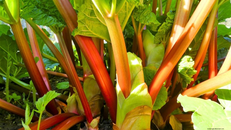 9 Perennial Vegetables Ideal for Fall Planting