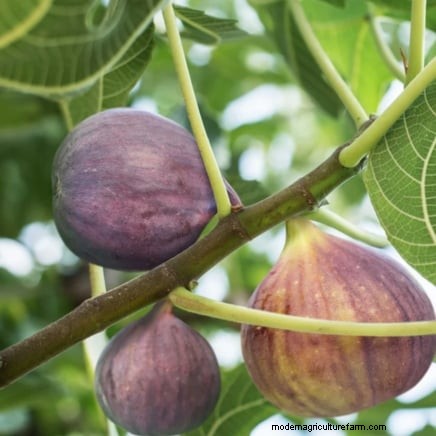 11 Exceptional Fruit Trees to Plant in September