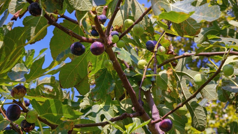 11 Exceptional Fruit Trees to Plant in September