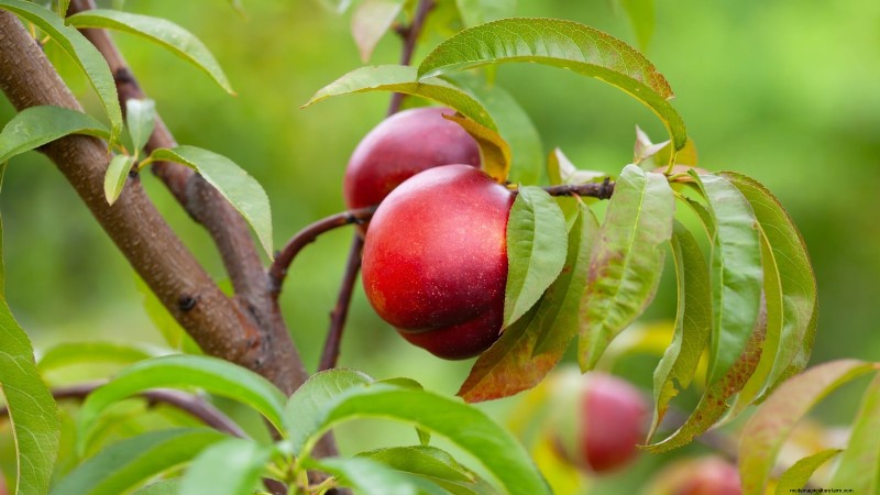 11 Exceptional Fruit Trees to Plant in September