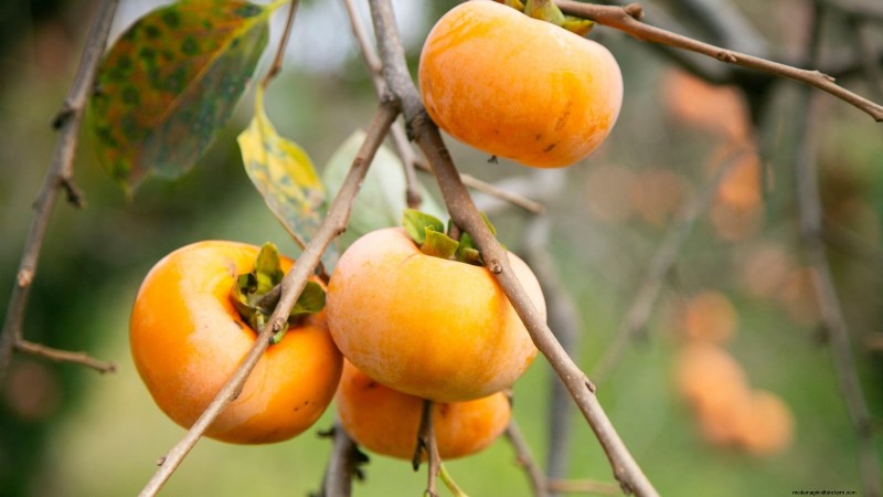 11 Exceptional Fruit Trees to Plant in September