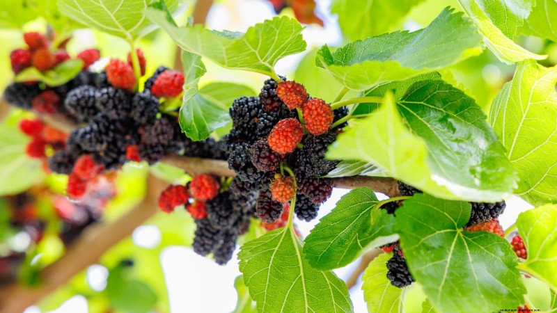 11 Exceptional Fruit Trees to Plant in September
