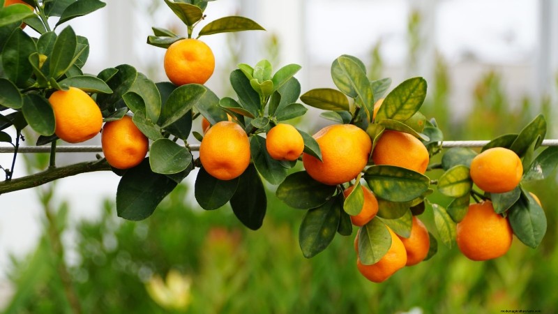 11 Exceptional Fruit Trees to Plant in September