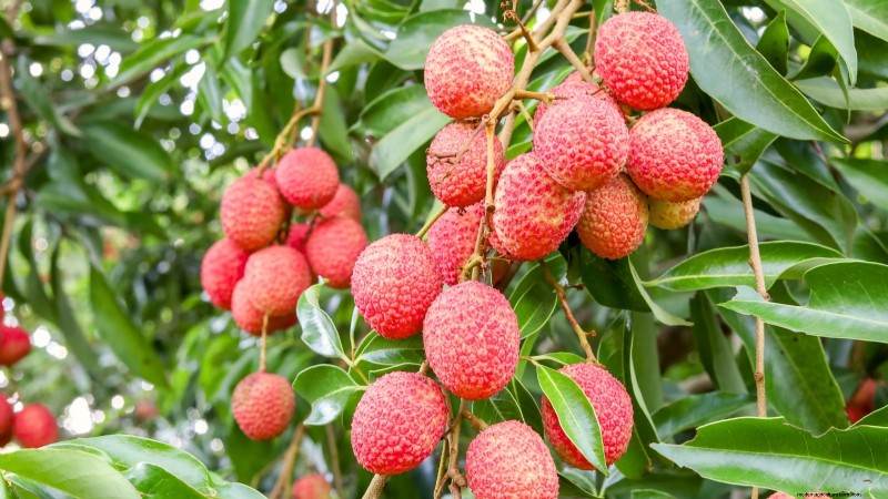11 Exceptional Fruit Trees to Plant in September