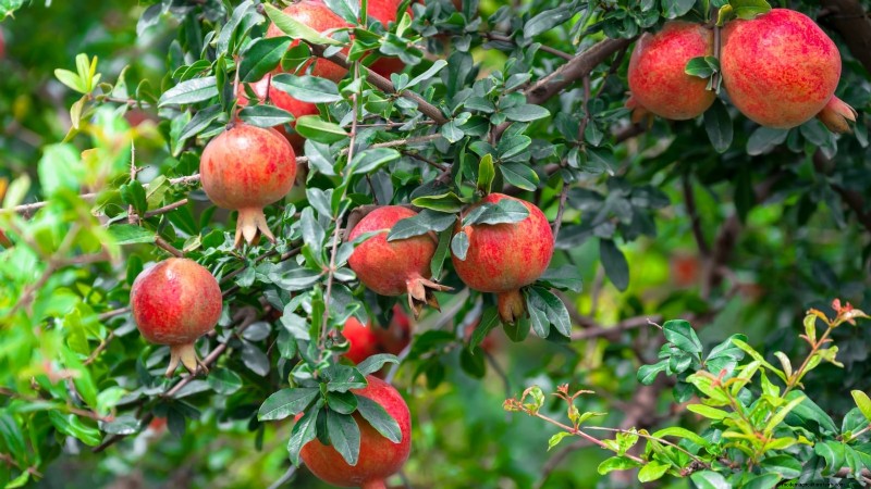 11 Exceptional Fruit Trees to Plant in September