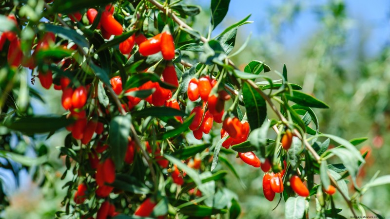 11 Exceptional Fruit Trees to Plant in September