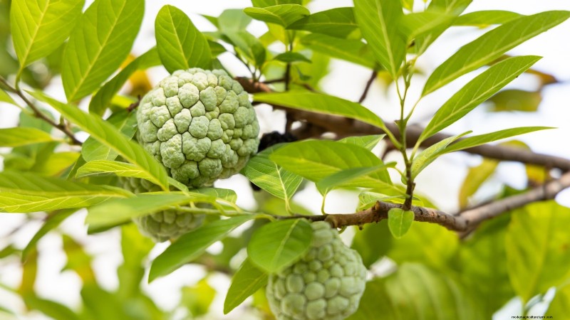 11 Exceptional Fruit Trees to Plant in September