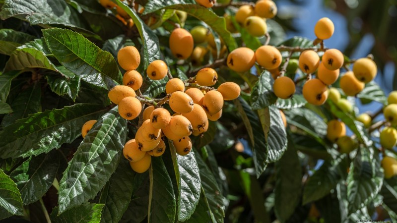 11 Exceptional Fruit Trees to Plant in September