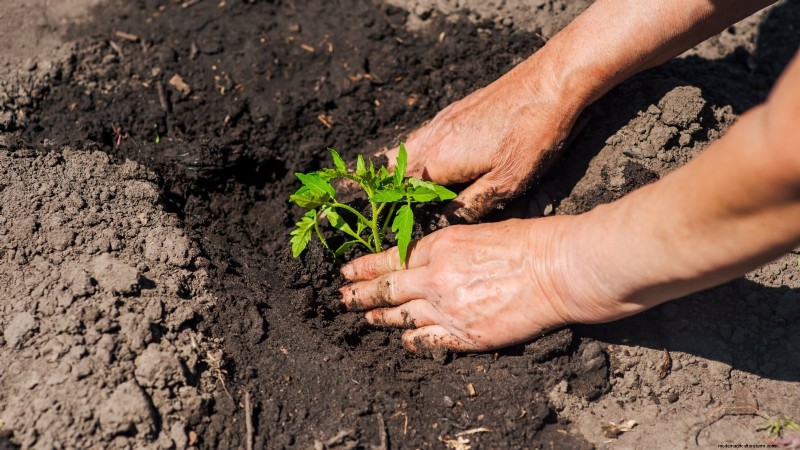 7 Proven Strategies for Growing Tomatoes in Hot, Humid Climates