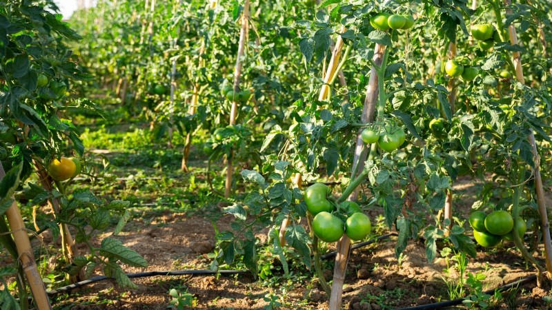 7 Proven Strategies for Growing Tomatoes in Hot, Humid Climates