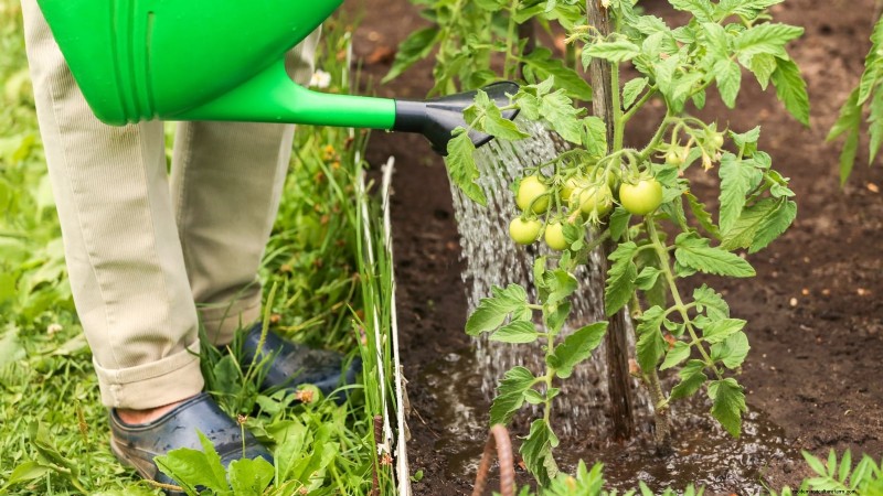 7 Proven Strategies for Growing Tomatoes in Hot, Humid Climates