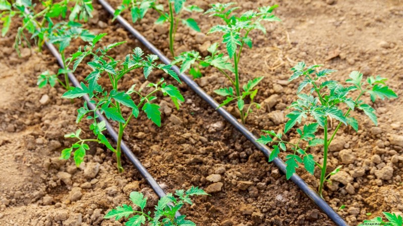 7 Proven Strategies for Growing Tomatoes in Hot, Humid Climates