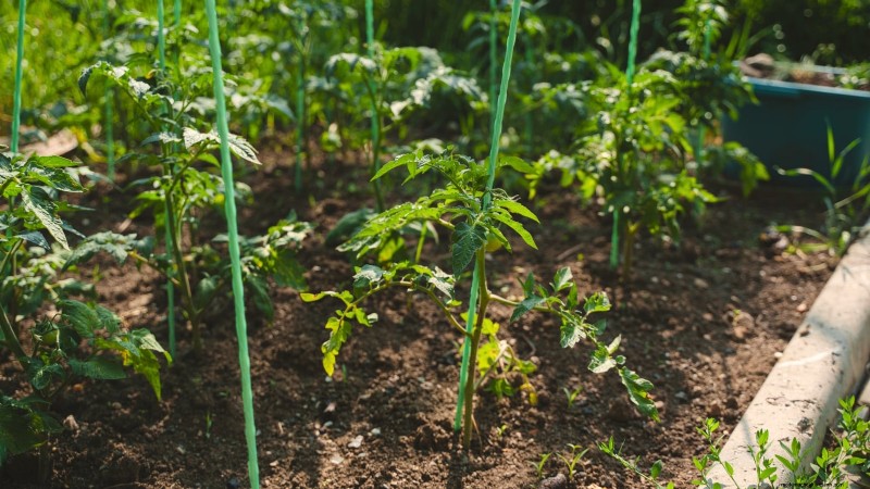7 Proven Strategies for Growing Tomatoes in Hot, Humid Climates