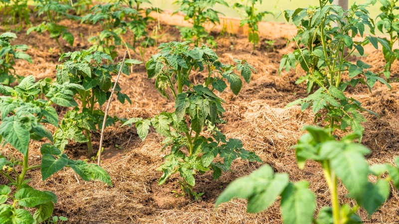 7 Proven Strategies for Growing Tomatoes in Hot, Humid Climates