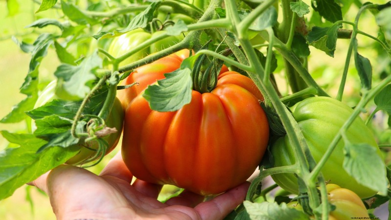7 Proven Strategies for Growing Tomatoes in Hot, Humid Climates