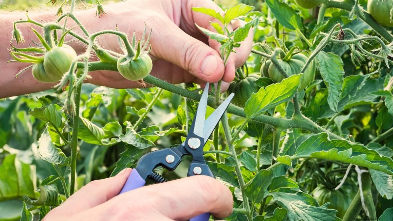7 Proven Strategies for Growing Tomatoes in Hot, Humid Climates