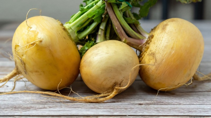 Turnip Varieties for Late‑Summer & Fall Gardening: 11 Must‑Try Edible‑Wonders