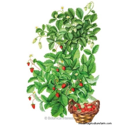 Revitalize Your Summer Strawberry Patch: Expert Renovation Tips
