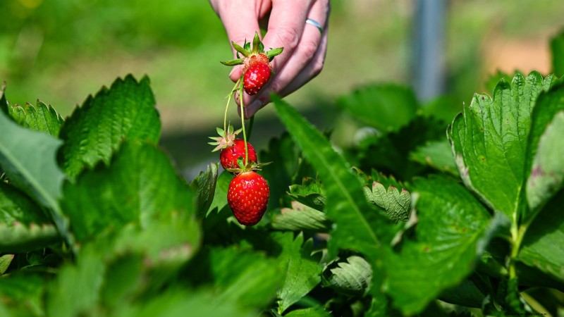 Revitalize Your Summer Strawberry Patch: Expert Renovation Tips