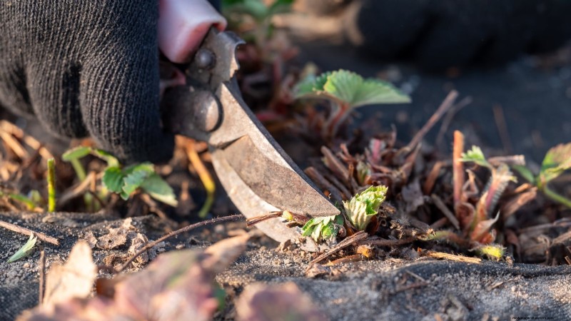 Revitalize Your Summer Strawberry Patch: Expert Renovation Tips