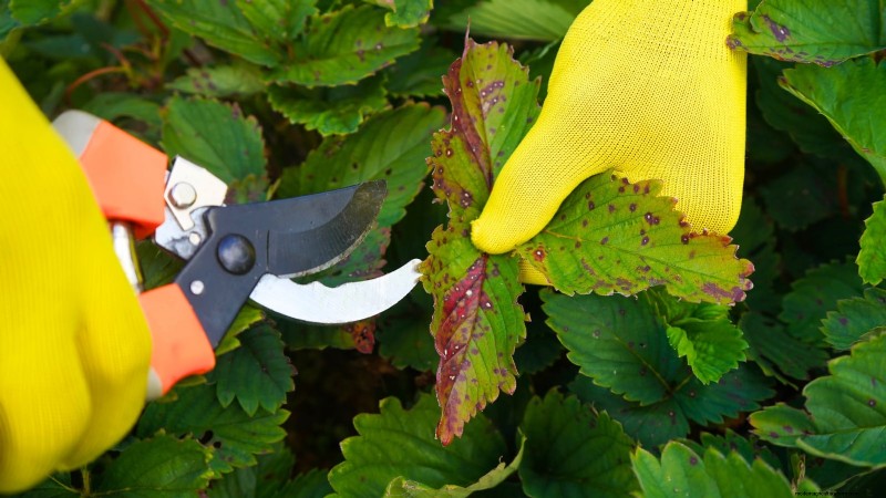 Revitalize Your Summer Strawberry Patch: Expert Renovation Tips