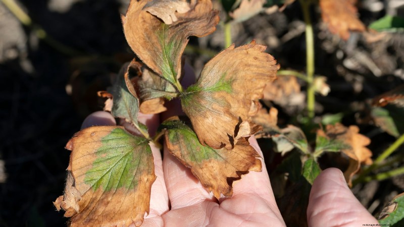 Revitalize Your Summer Strawberry Patch: Expert Renovation Tips
