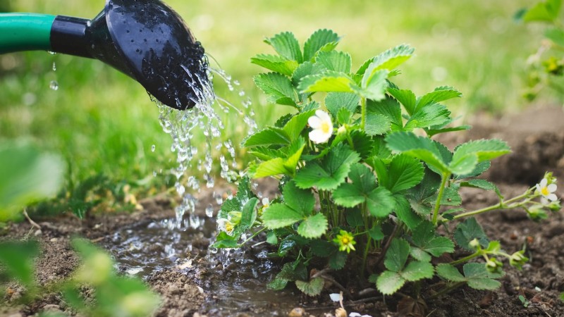 Revitalize Your Summer Strawberry Patch: Expert Renovation Tips