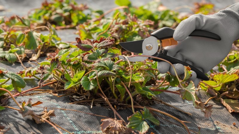 Revitalize Your Summer Strawberry Patch: Expert Renovation Tips