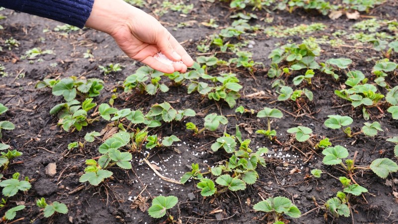 Revitalize Your Summer Strawberry Patch: Expert Renovation Tips