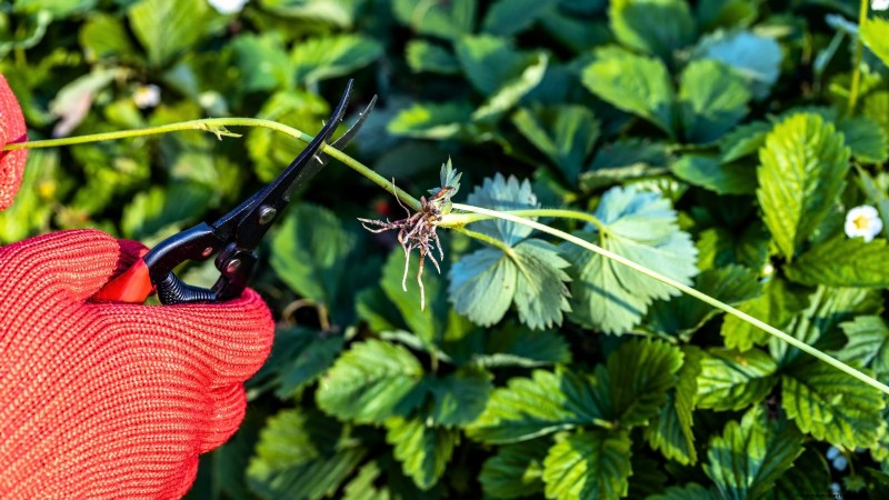 Revitalize Your Summer Strawberry Patch: Expert Renovation Tips