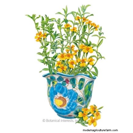 When and How to Pinch Off Herb Blooms for Lush, Flavorful Harvests