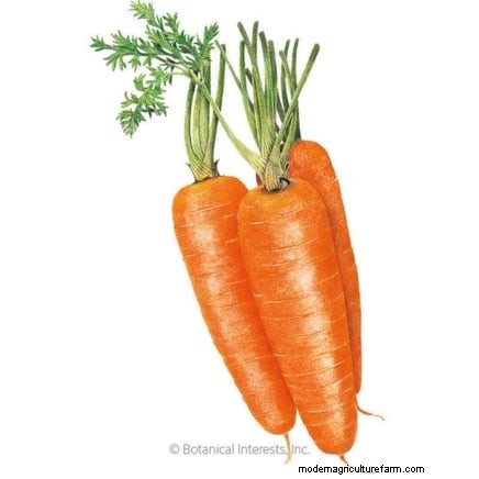Plant Carrots for a Fall Harvest: Optimal Timing & Expert Tips