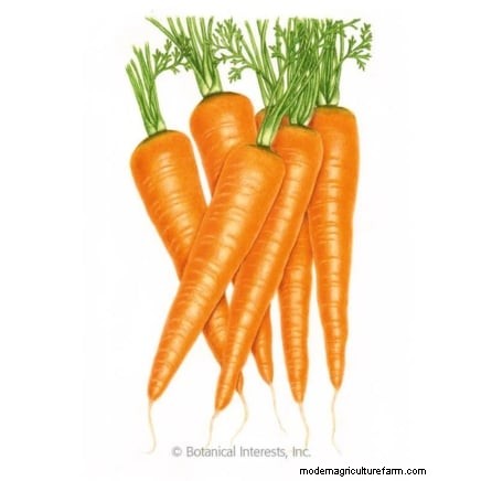 Plant Carrots for a Fall Harvest: Optimal Timing & Expert Tips