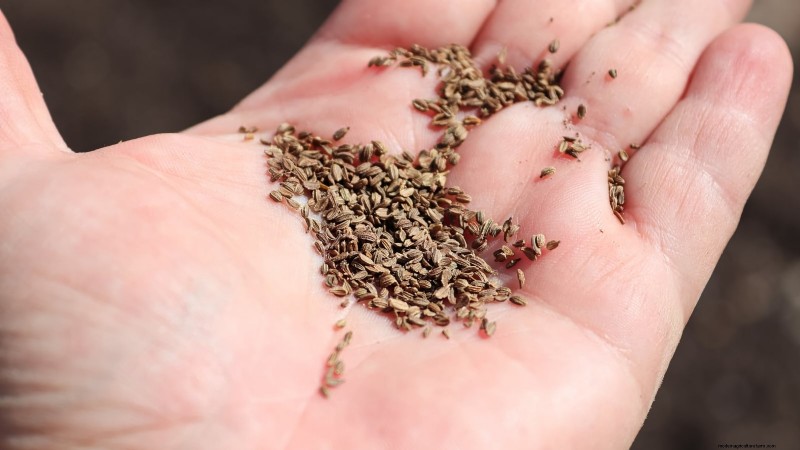 Plant Carrots for a Fall Harvest: Optimal Timing & Expert Tips