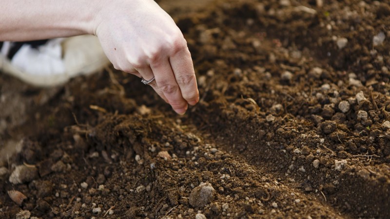 Plant Carrots for a Fall Harvest: Optimal Timing & Expert Tips