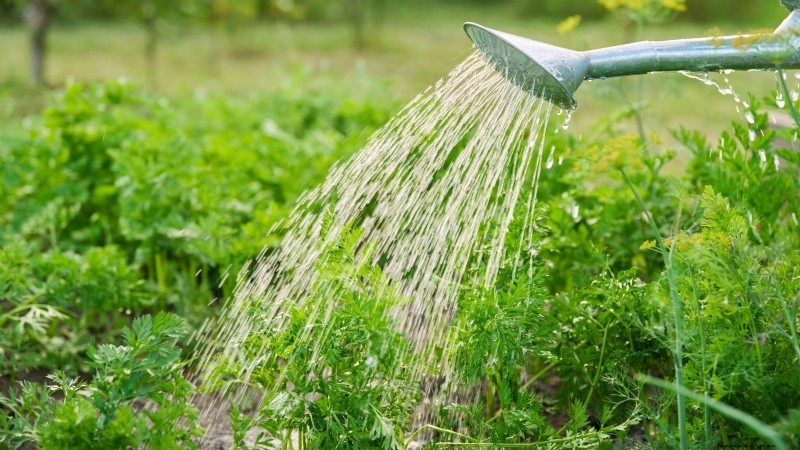 Plant Carrots for a Fall Harvest: Optimal Timing & Expert Tips