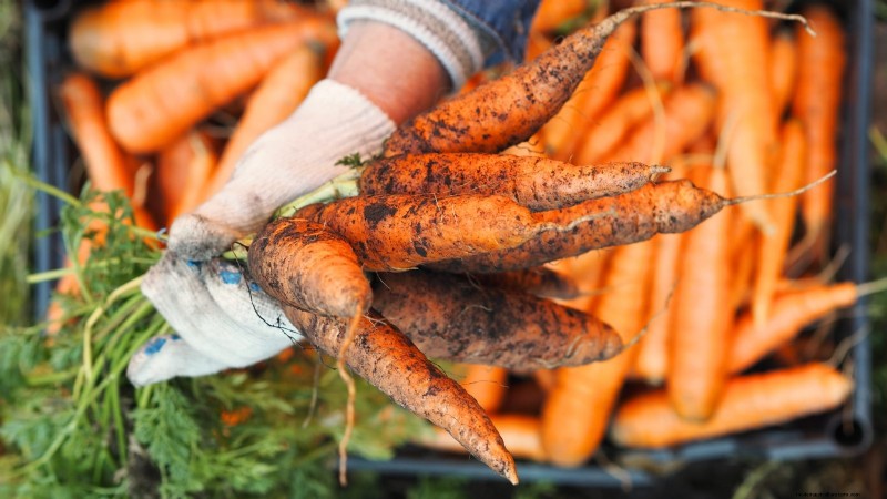 Plant Carrots for a Fall Harvest: Optimal Timing & Expert Tips