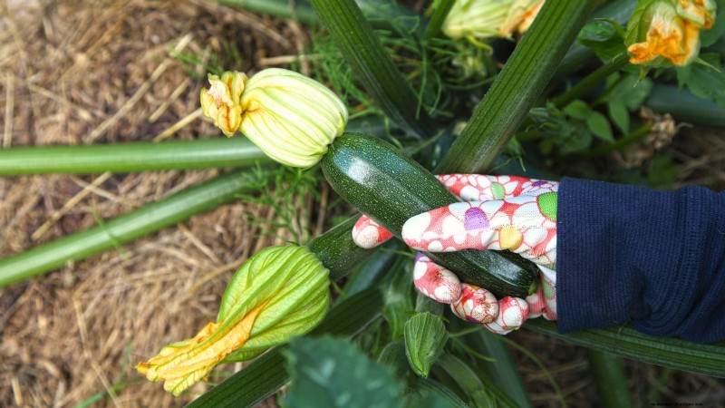 When to Harvest Zucchini: A Guide to Peak Flavor and Texture